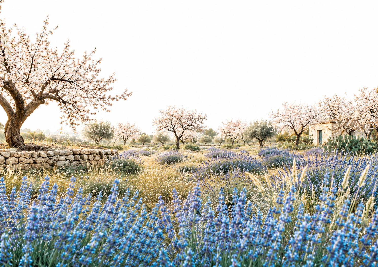 Campos de almendros y lavanda en la Ibiza rural
