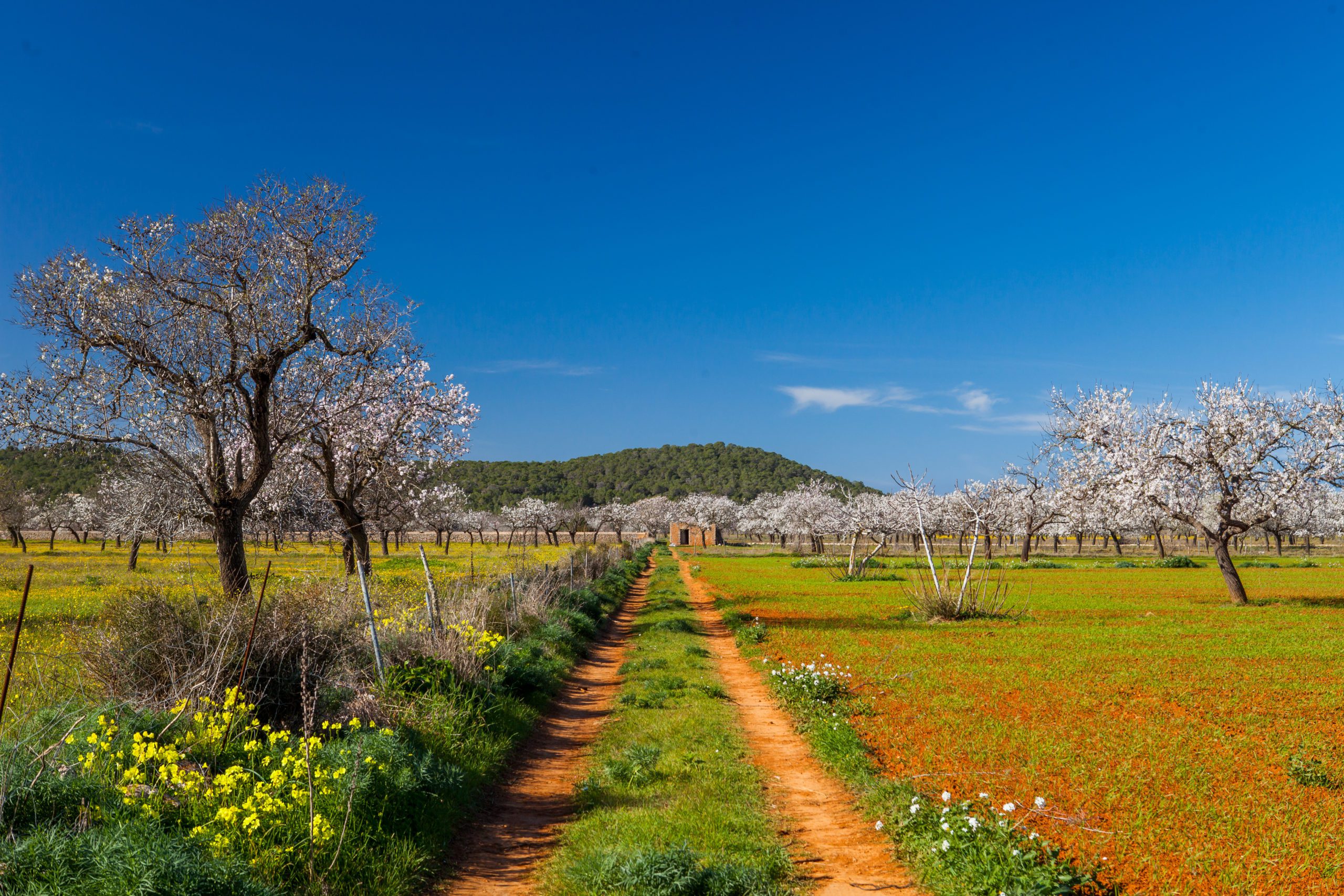 Campo de almendros en flor en la isla de Ibiza en febrero